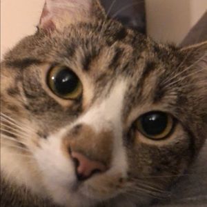 Meet your Posher, Morgan